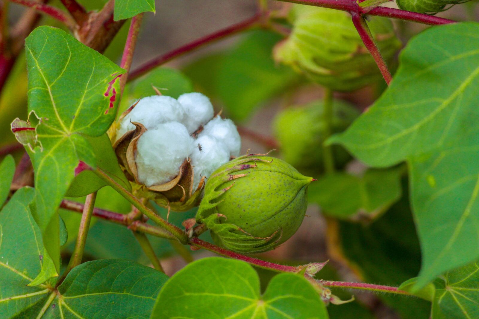 Canon EOS 1300D (EOS Rebel T6 / EOS Kiss X80) sample photo. Cotton, plant, green photography