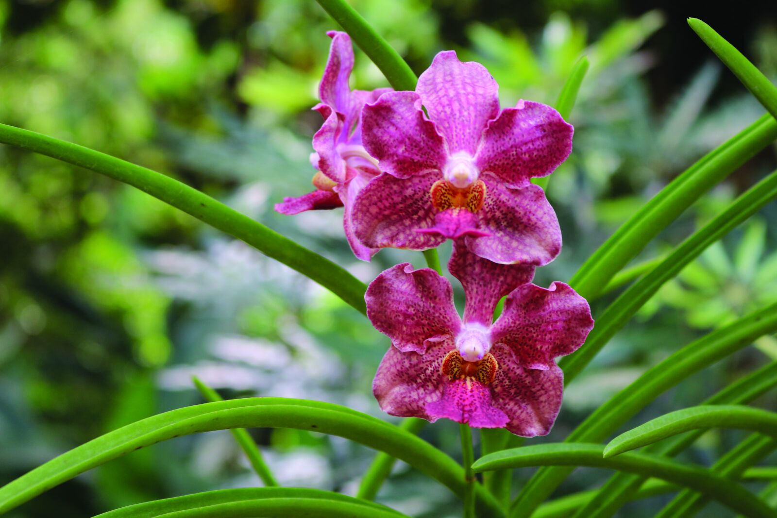 Canon EOS 700D (EOS Rebel T5i / EOS Kiss X7i) sample photo. Singapore botanical gardens, flowers photography