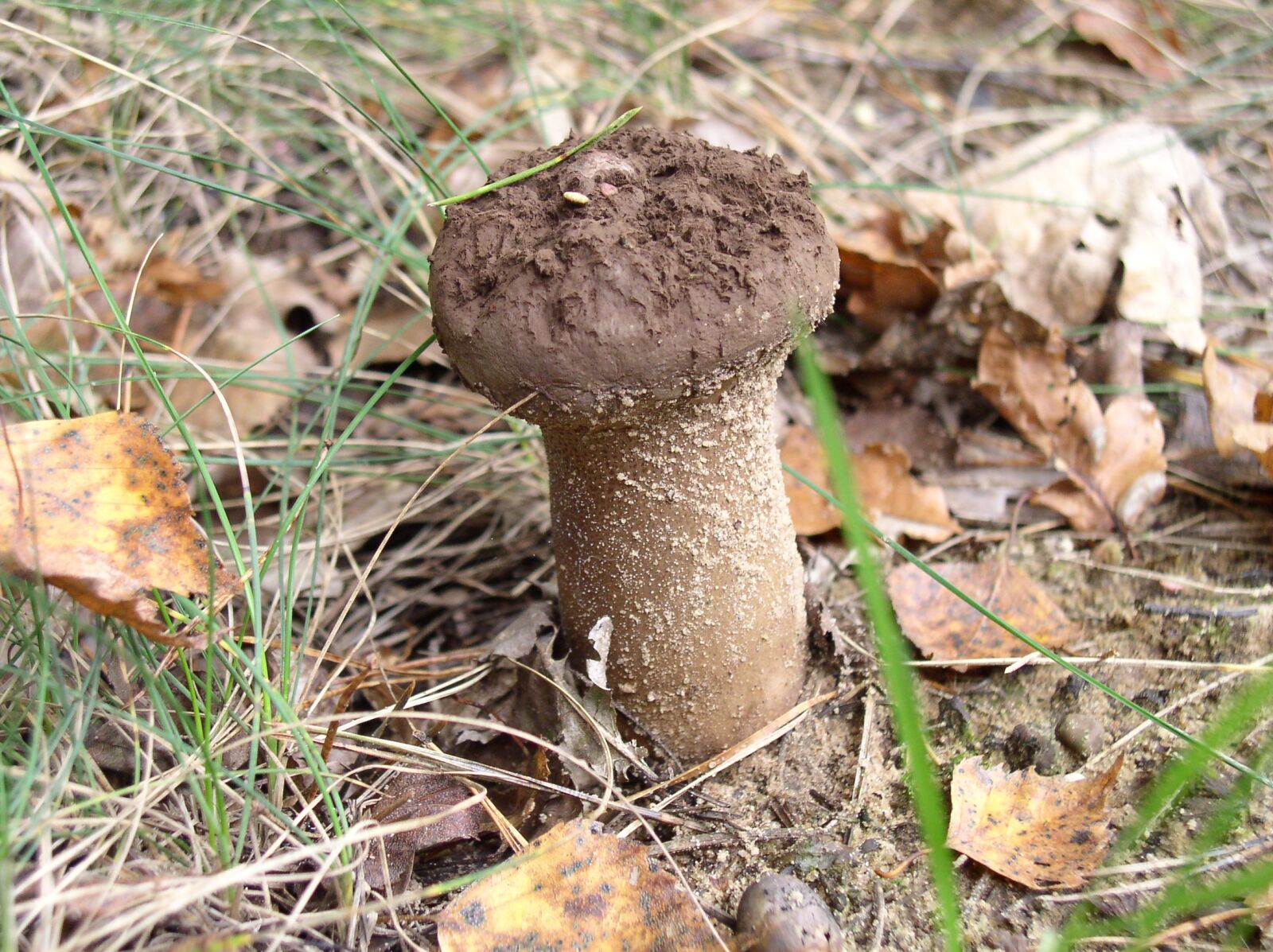 Olympus C4100Z,C4000Z sample photo. Mushroom, forest, nature photography