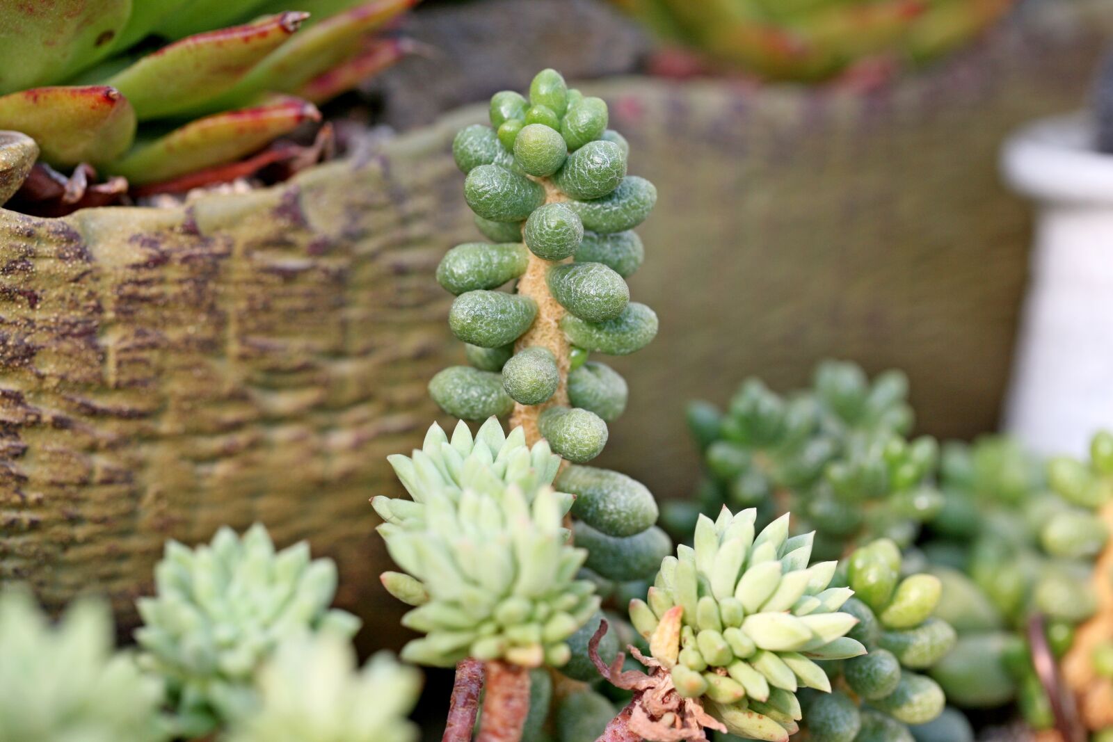 Canon EOS 5D sample photo. A fleshy plant, fleshy photography