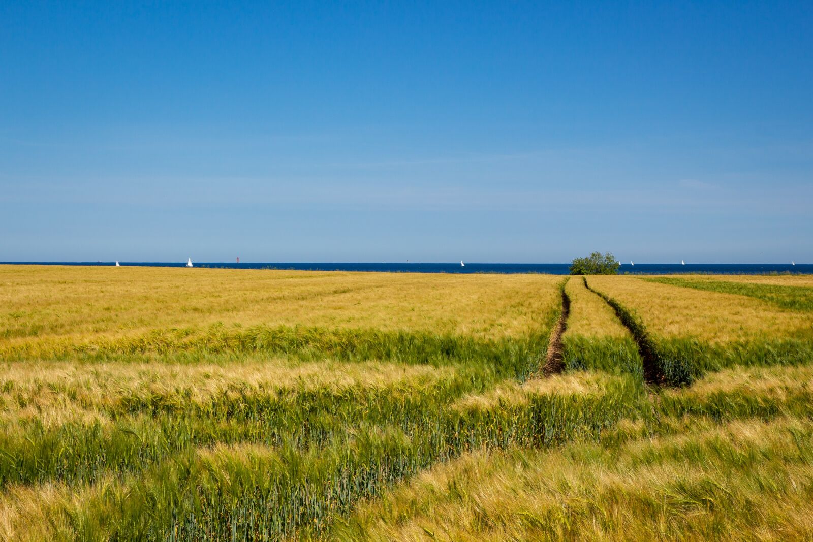 Canon EOS 700D (EOS Rebel T5i / EOS Kiss X7i) sample photo. Field, cereals, sky photography