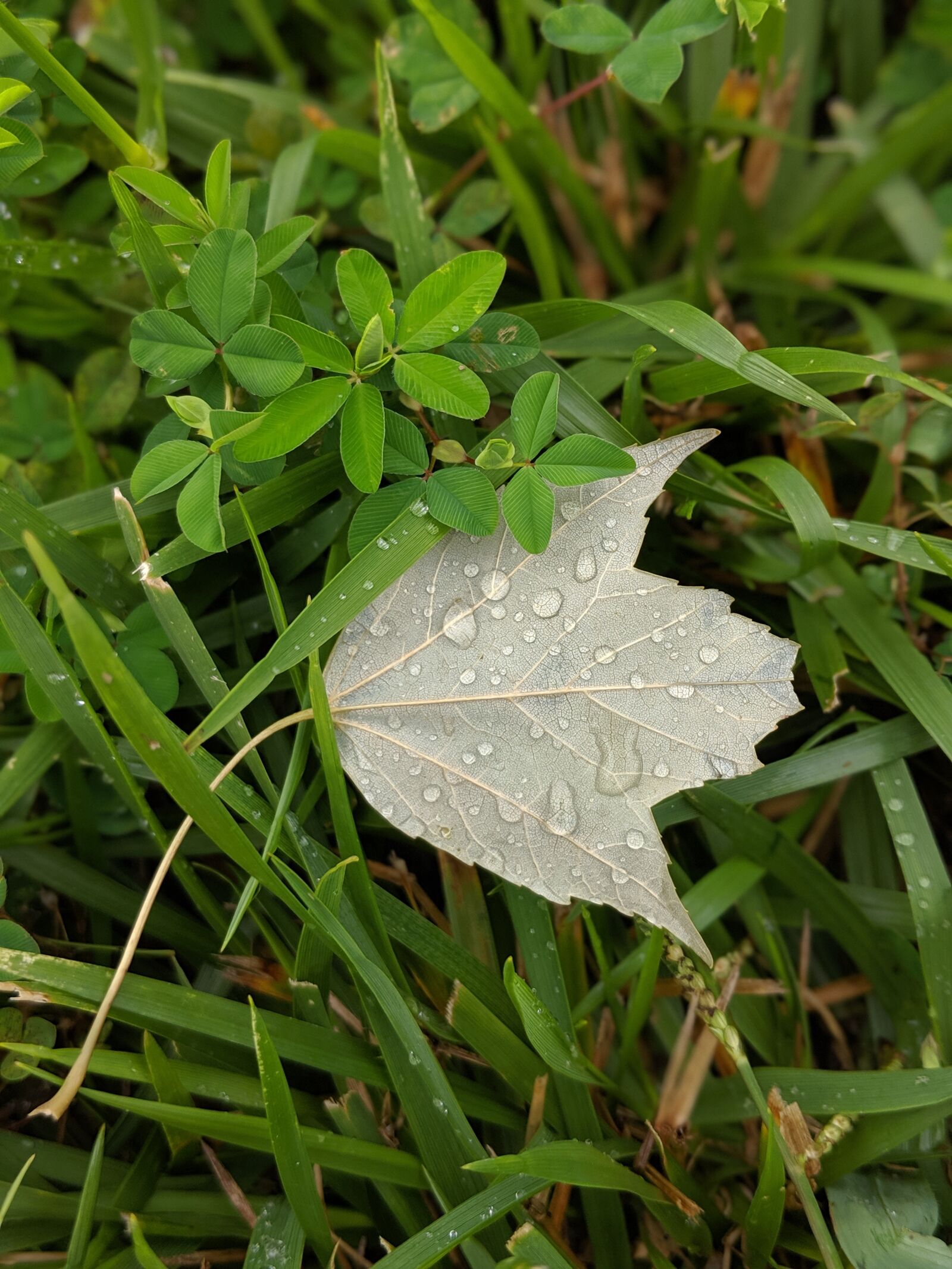 Google Pixel 2 sample photo. Leaf, rain, fresh photography