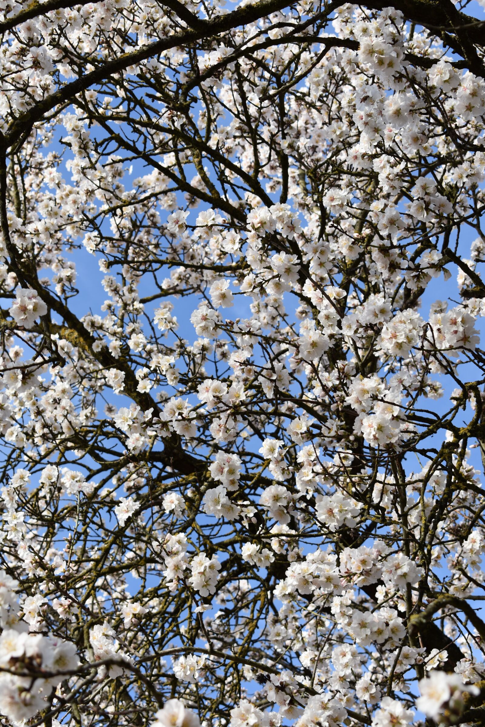 Nikon D3400 sample photo. Almond trees, almond tree photography