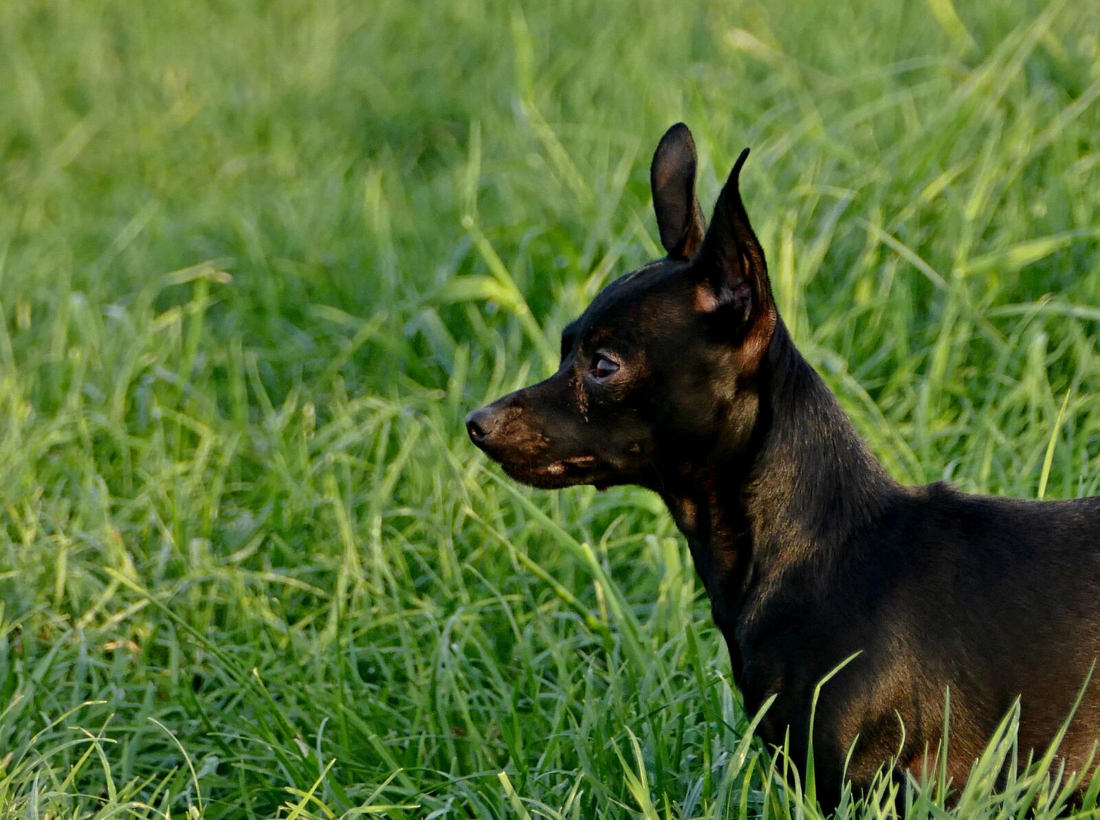 Panasonic Lumix DMC-FZ1000 sample photo. Dog, black, outdoors photography