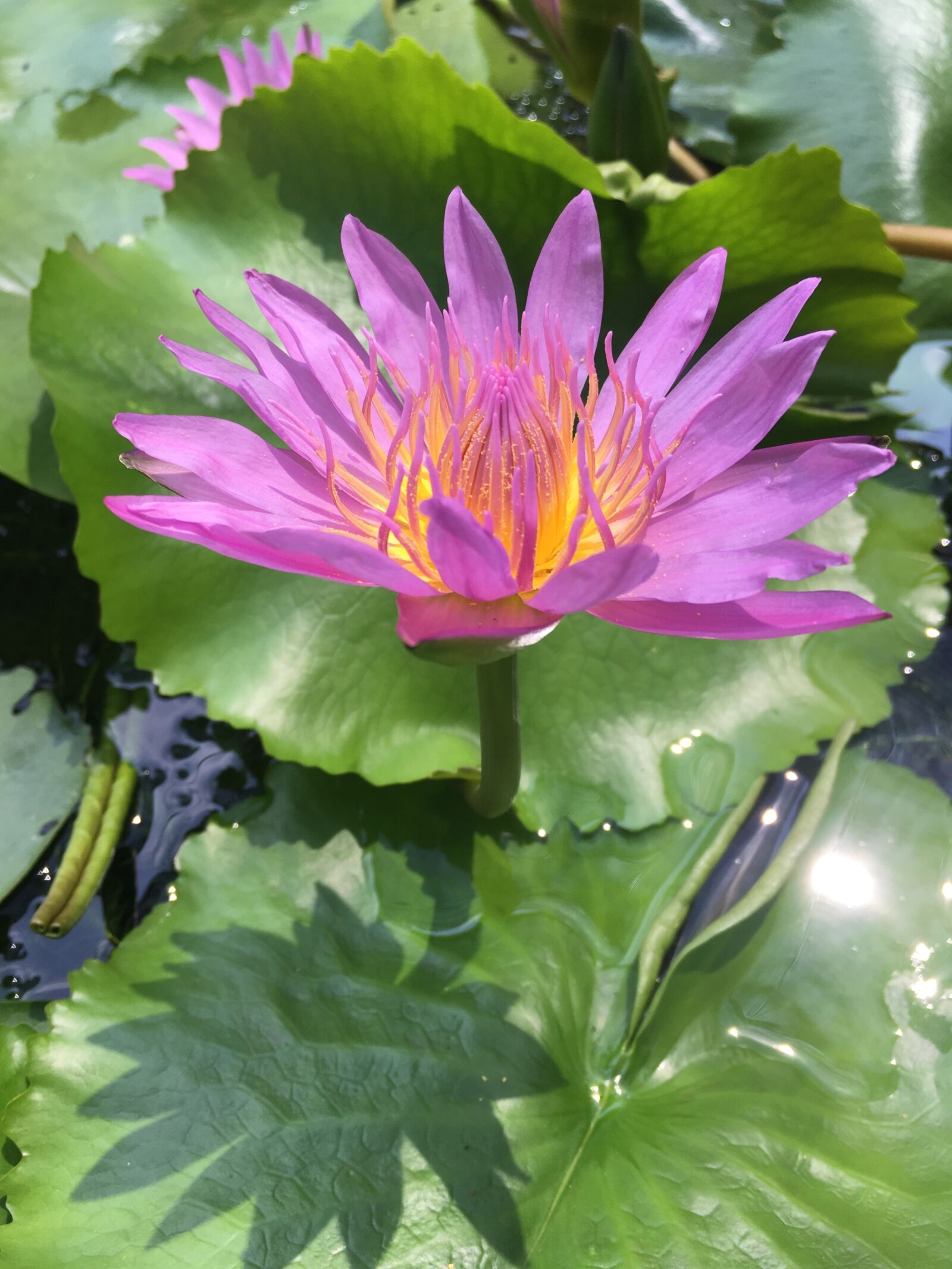 iPhone SE back camera 4.15mm f/2.2 sample photo. Shadow, flower, green photography