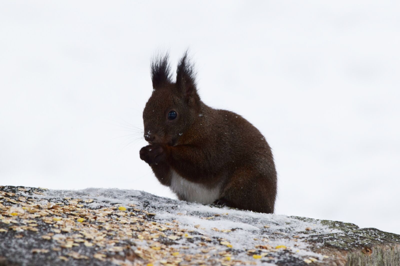 Nikon D5300 sample photo. Squirrel, eat, switzerland photography