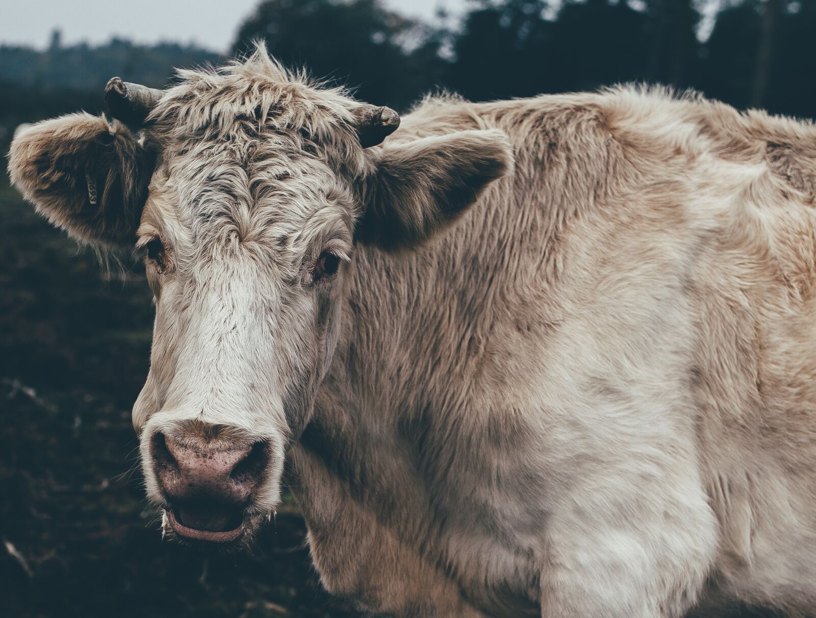 Nikon D4S sample photo. Animal, cattle, close-up photography