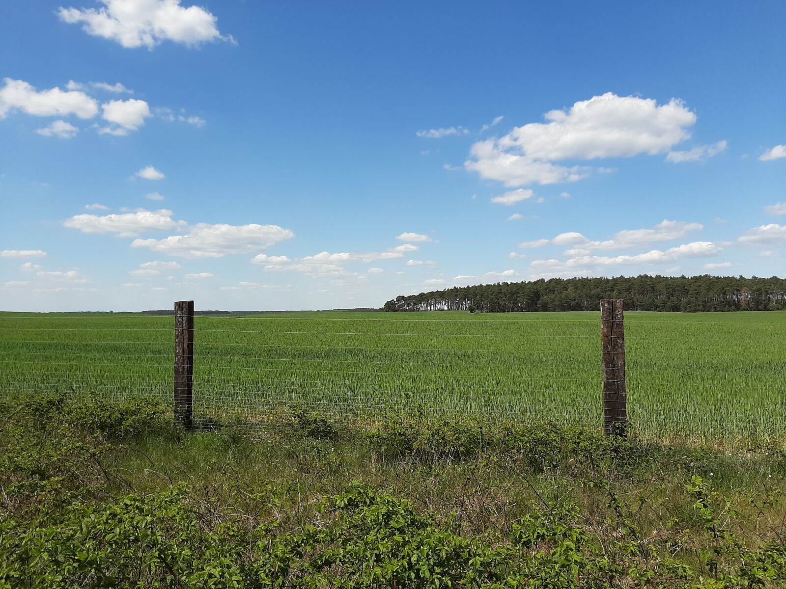 Samsung Galaxy A50 sample photo. Field, corn, poland photography