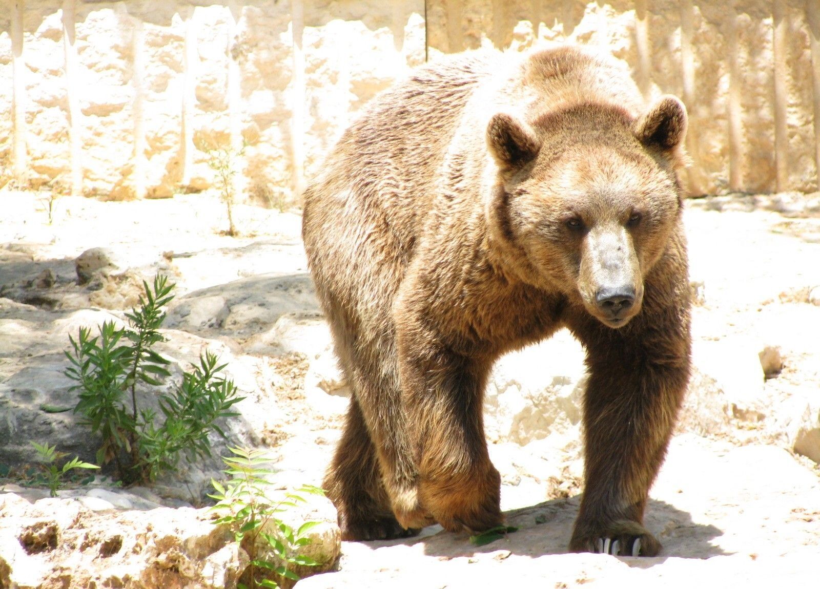 Canon POWERSHOT SX100 IS sample photo. Grizzly, brown bear, bear photography