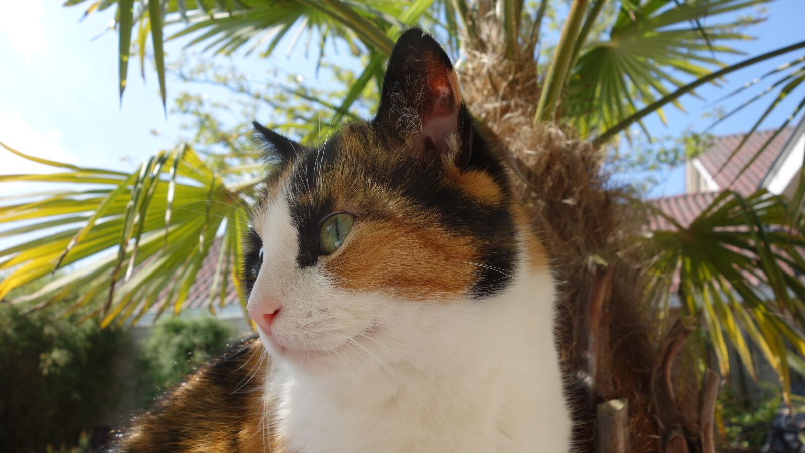 Sony Cyber-shot DSC-RX100 sample photo. Cat, cats, pet photography