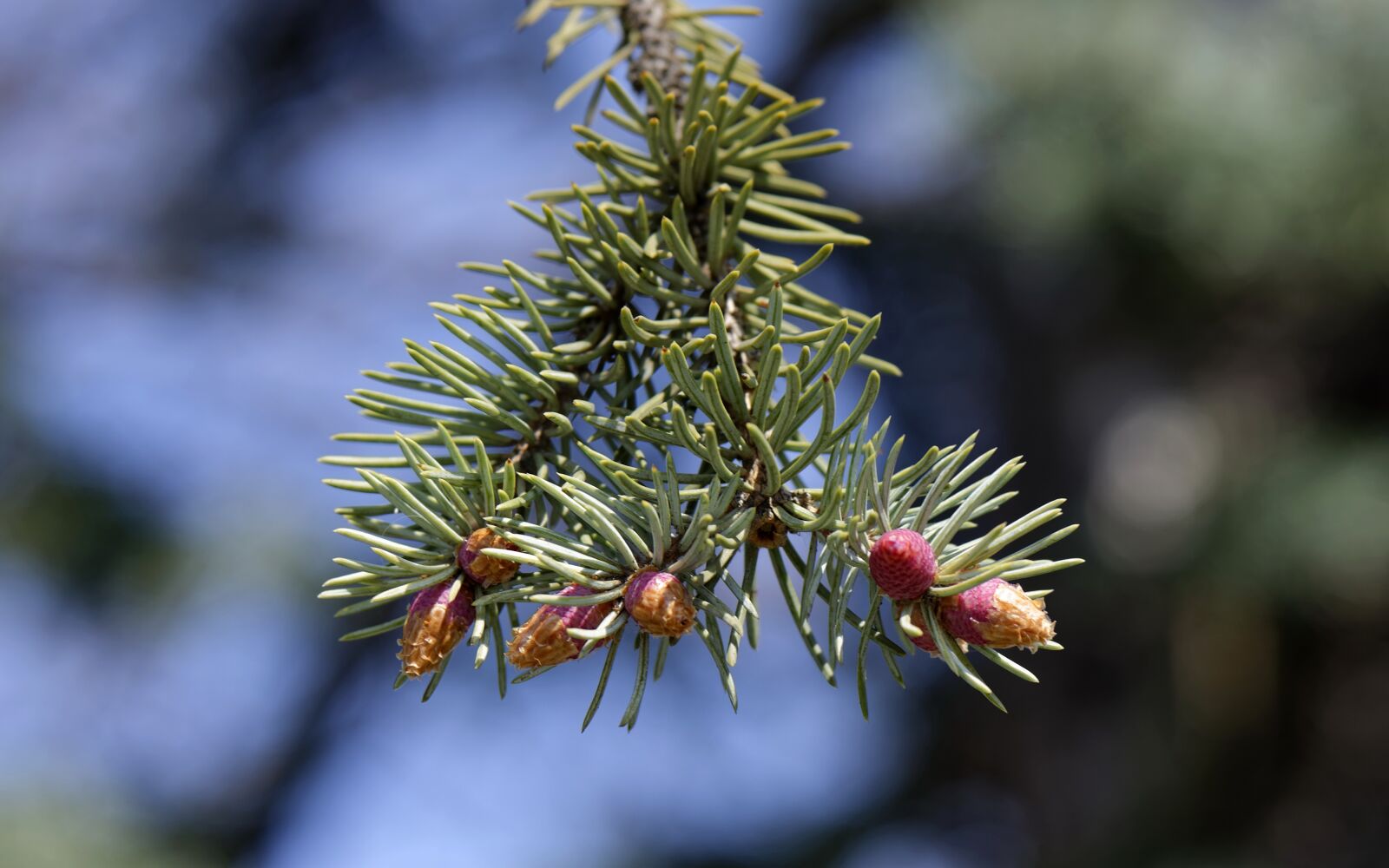 Nikon D5300 sample photo. Conifer, cones, blooming photography
