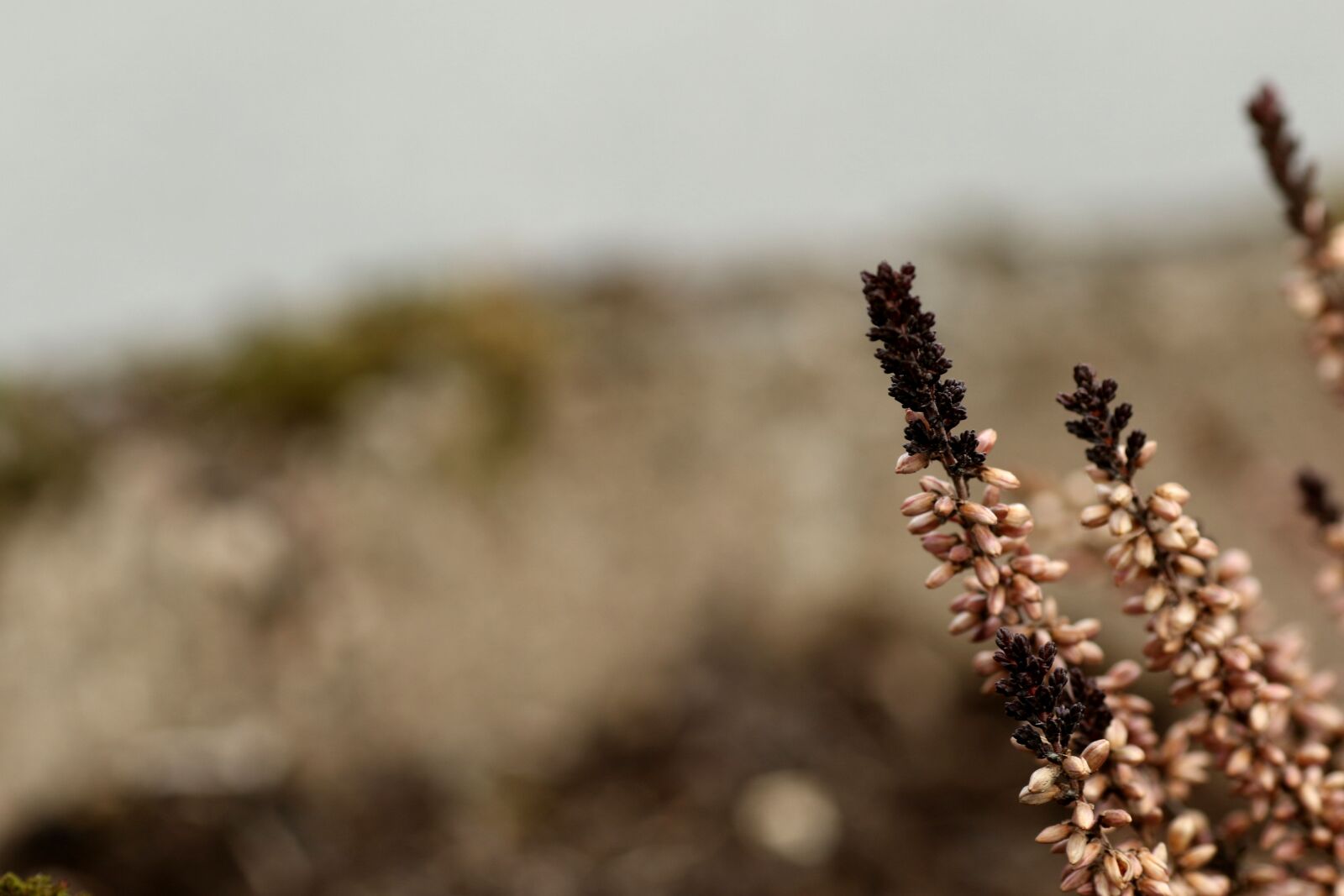 Canon EOS 7D Mark II + Canon EF 135mm F2L USM sample photo. Heather, nature, outdoors photography