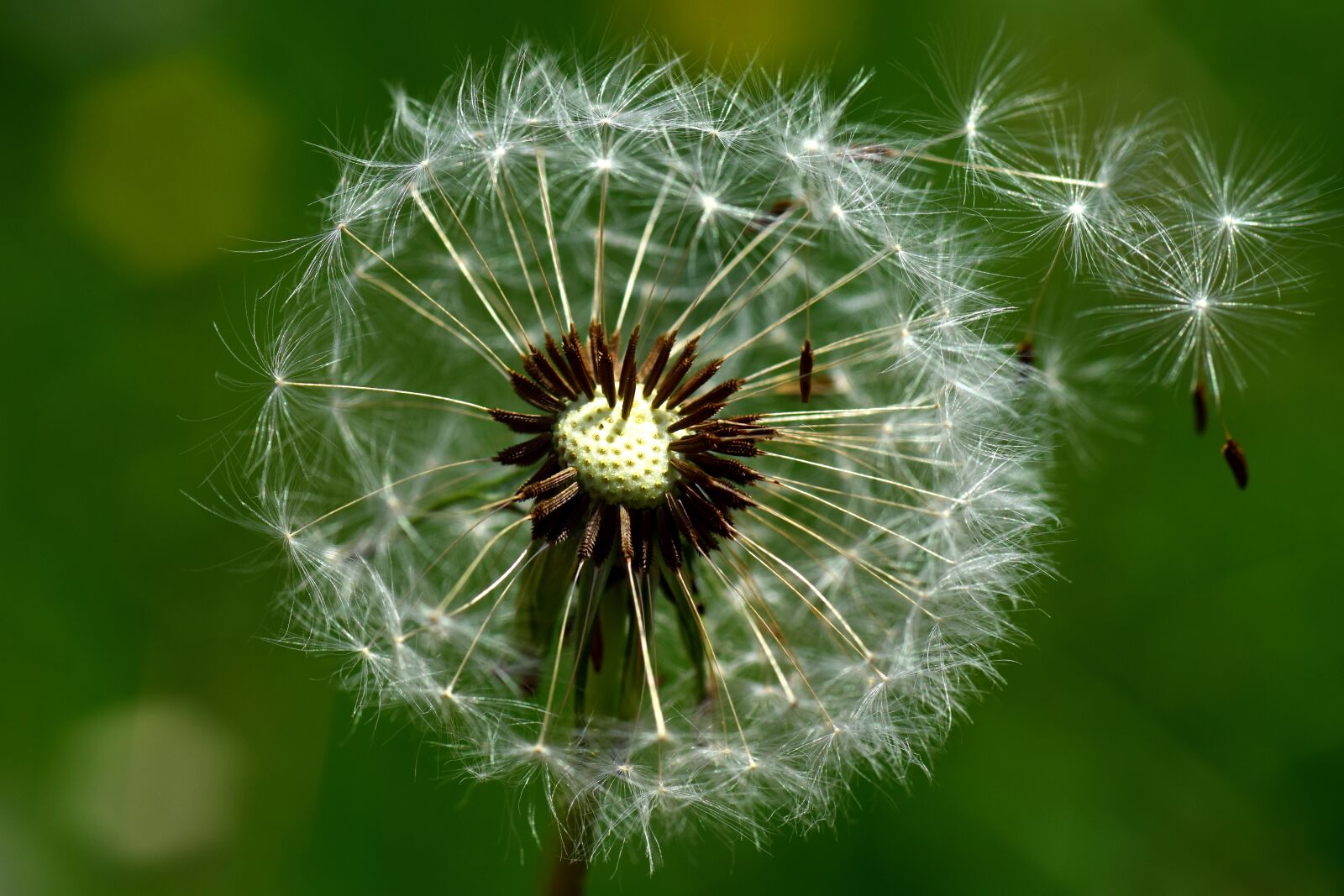Nikon D3300 sample photo. Dandelion, wind, nature photography