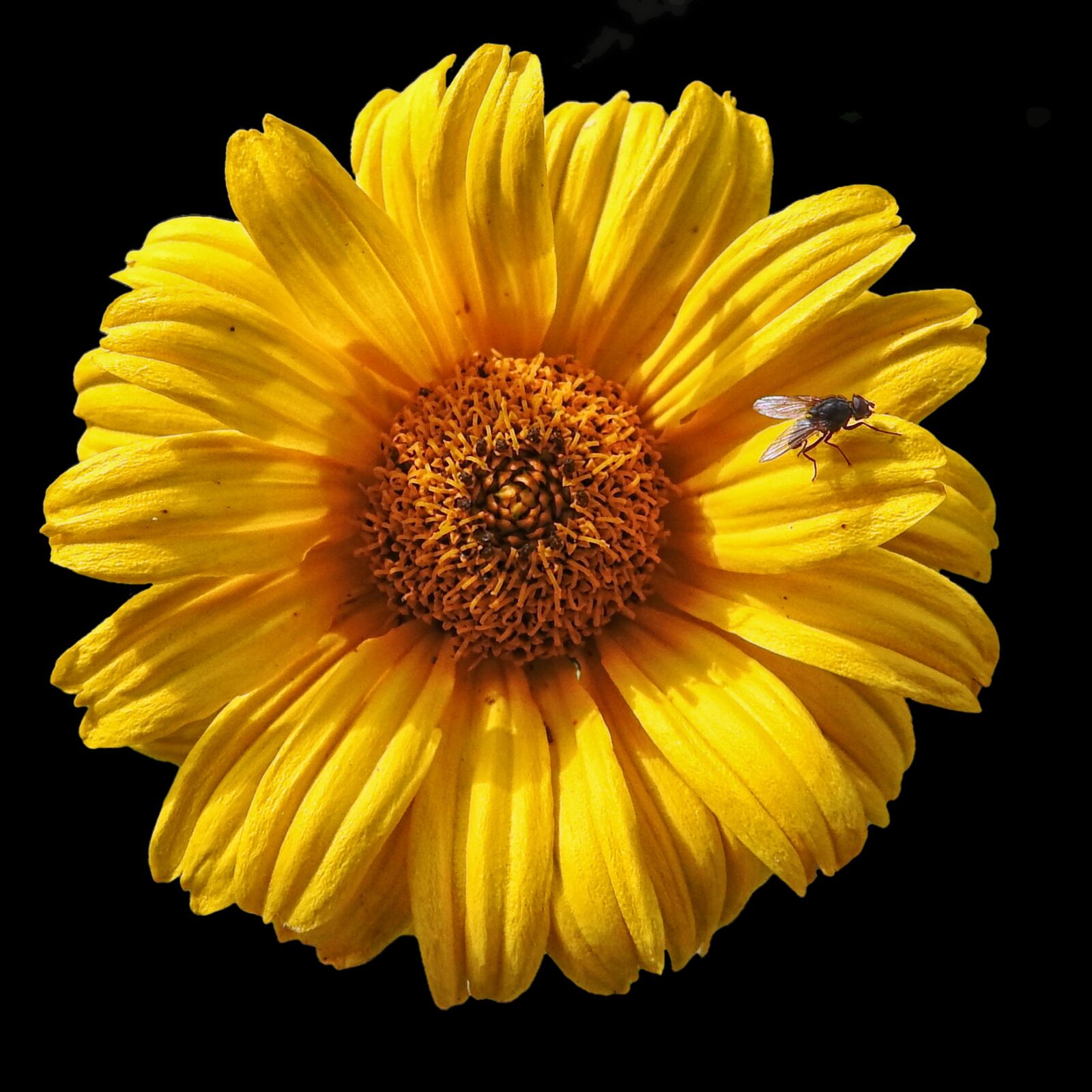 Nikon Coolpix P900 sample photo. Blossom, bloom, yellow photography