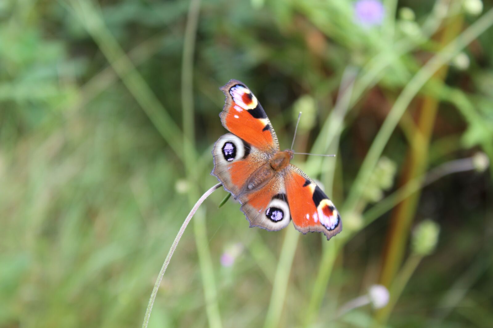 Canon EOS 550D (EOS Rebel T2i / EOS Kiss X4) sample photo. Butterfly, nature, macro photography