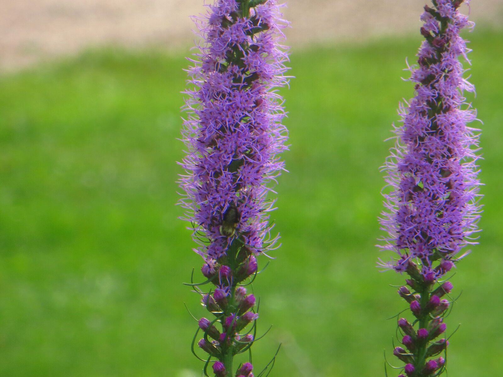 Canon PowerShot SX260 HS sample photo. Blazing, star, purple photography