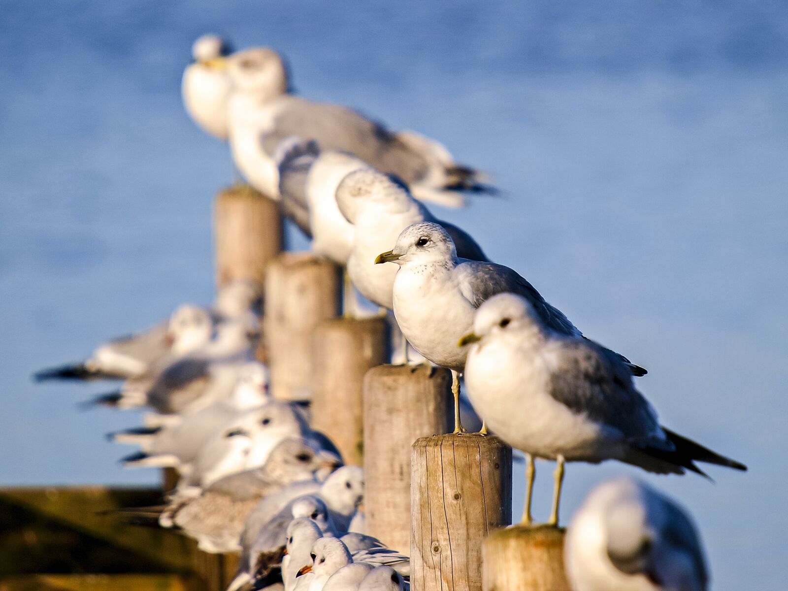 Olympus E-3 sample photo. Mew gull, seagull, water photography
