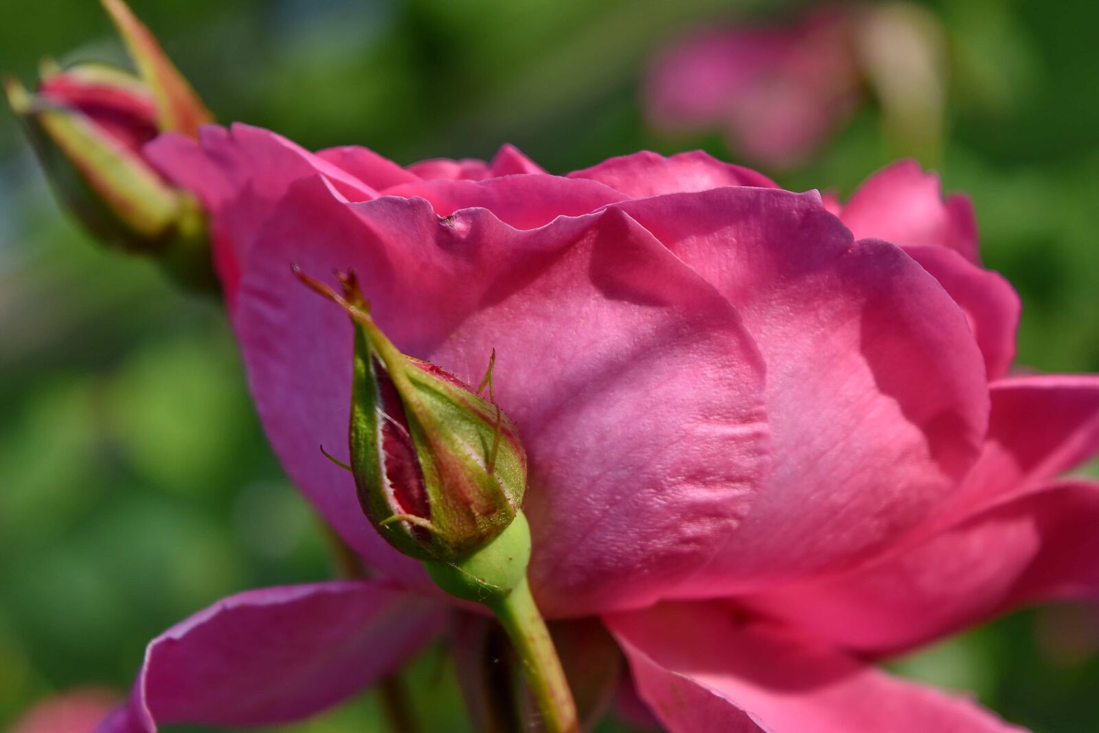Nikon D5500 sample photo. Ecology, garden, pink, vegetation photography