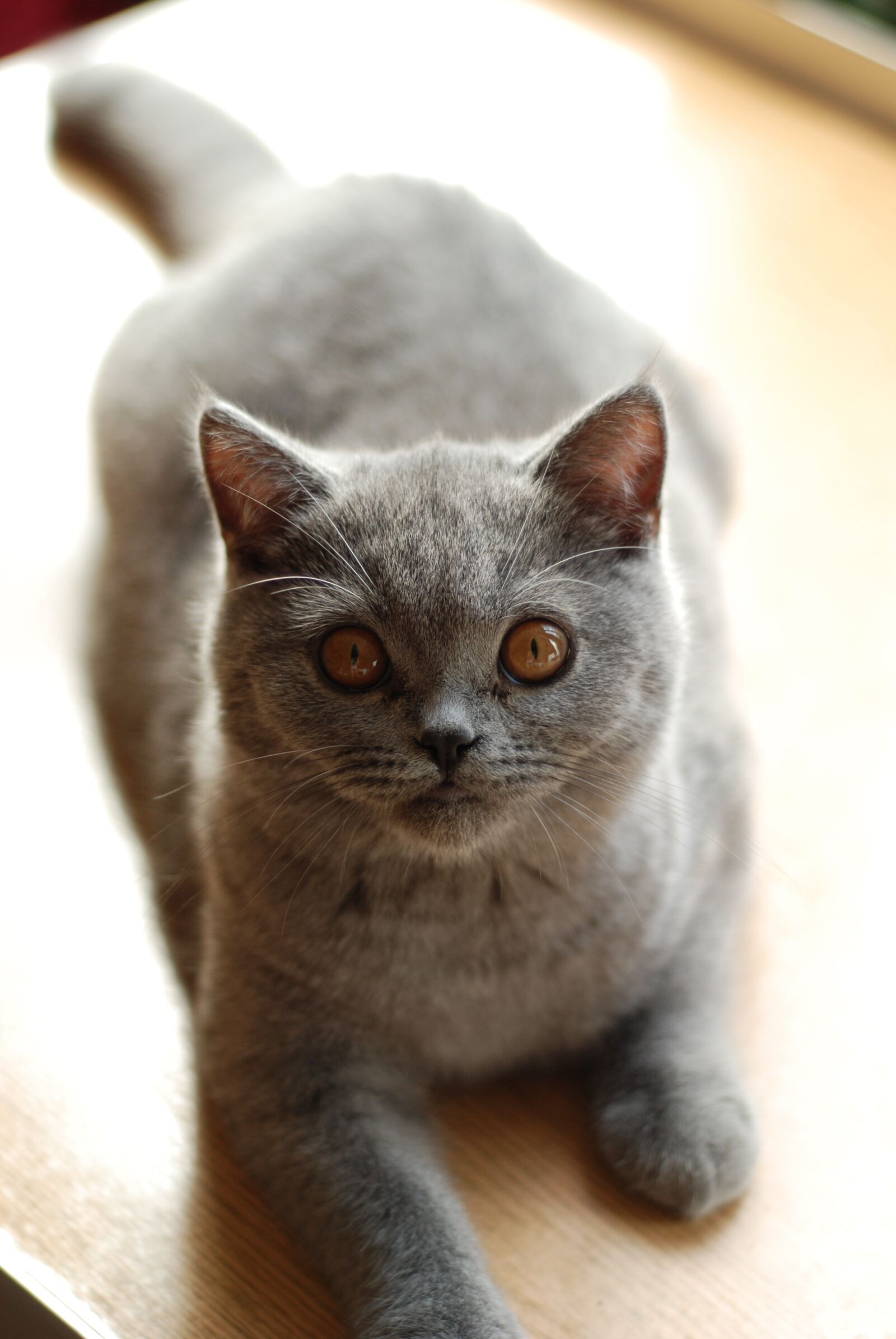 Nikon D80 sample photo. Cat, british shorthair cat photography