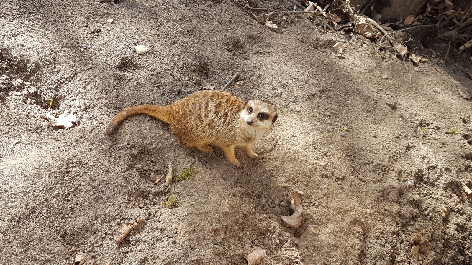 Samsung Galaxy S7 Edge sample photo. Nature, earth, animal world photography