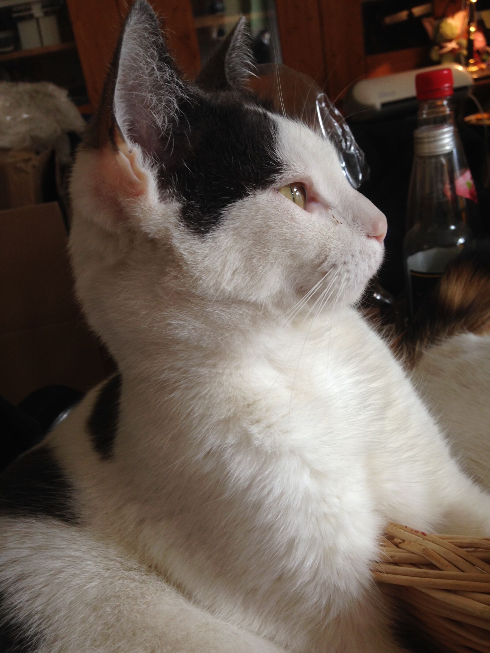 iPhone 5c back camera 4.12mm f/2.4 sample photo. Cat, white, pet photography