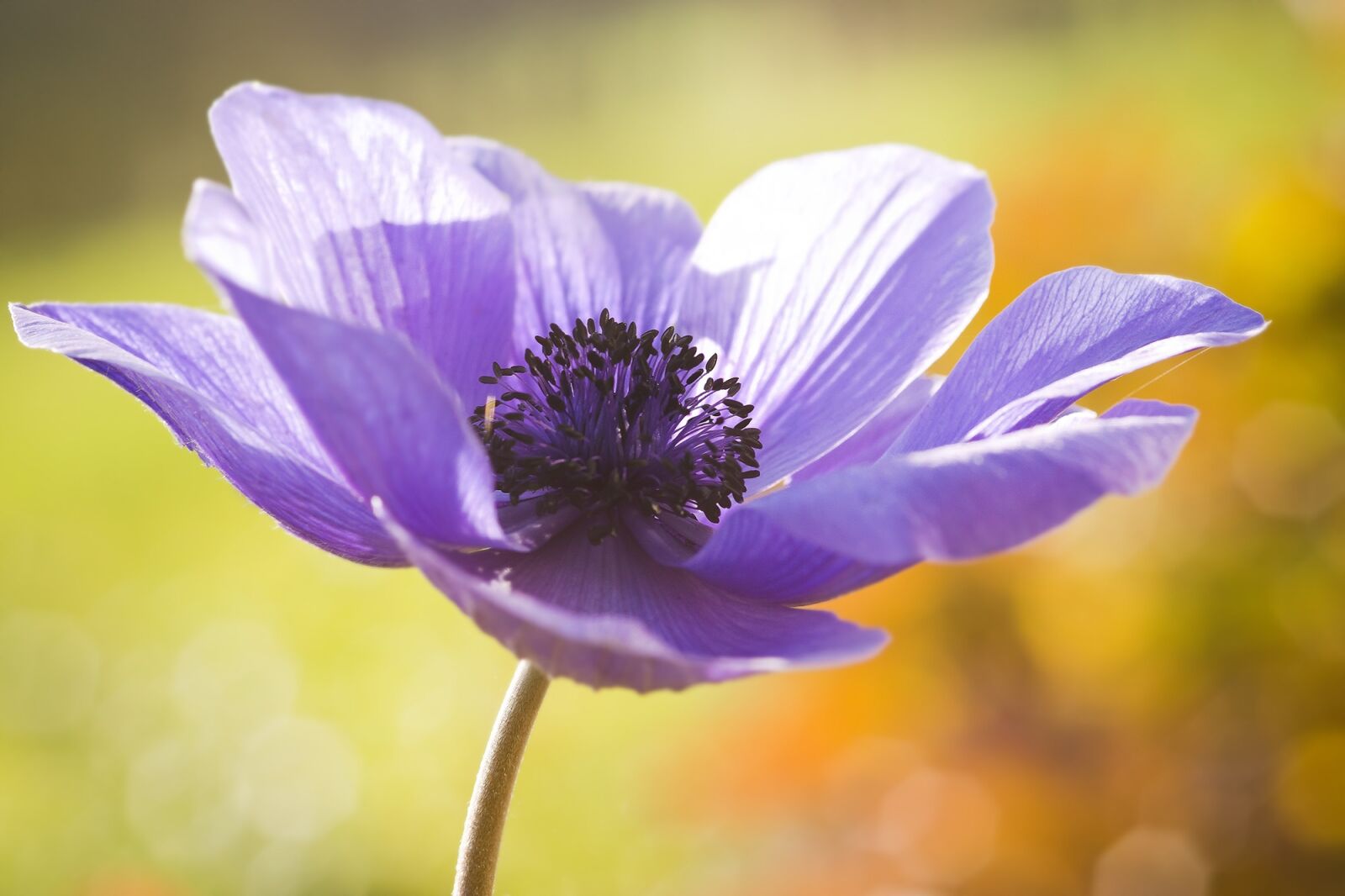 Sony SLT-A77 sample photo. Anemone, spring, flower photography