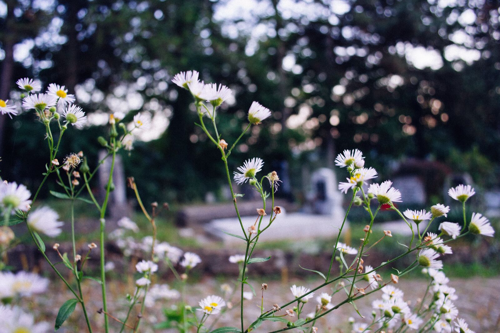 Nikon D3100 sample photo. White, petals, flowers photography