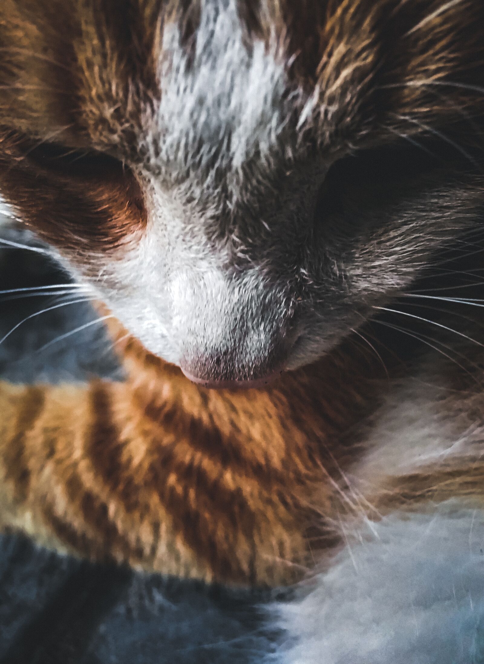 iPhone 6s Plus back camera 4.15mm f/2.2 sample photo. Cat, stray cats, cute photography