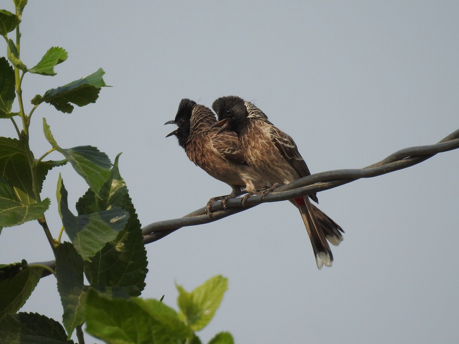 Nikon Coolpix P900 sample photo. Bird, nightingale, sing photography