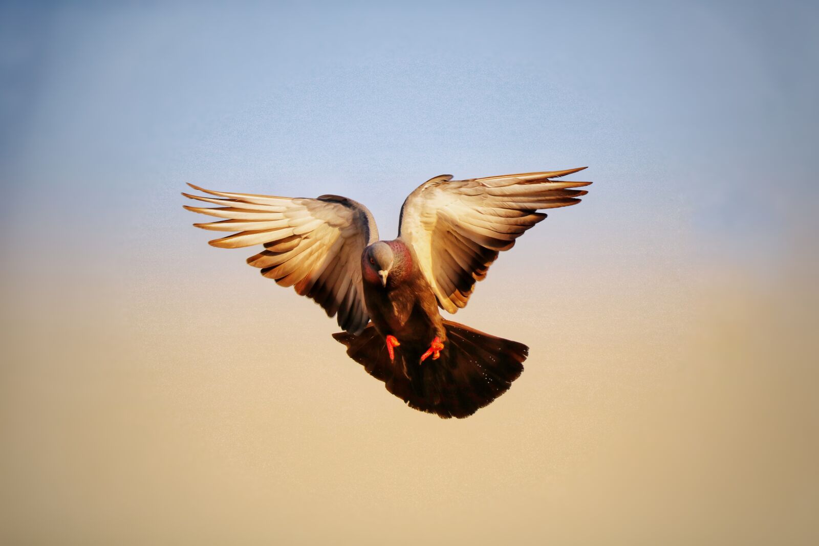 Canon EOS 760D (EOS Rebel T6s / EOS 8000D) sample photo. Bird, sky, flight photography
