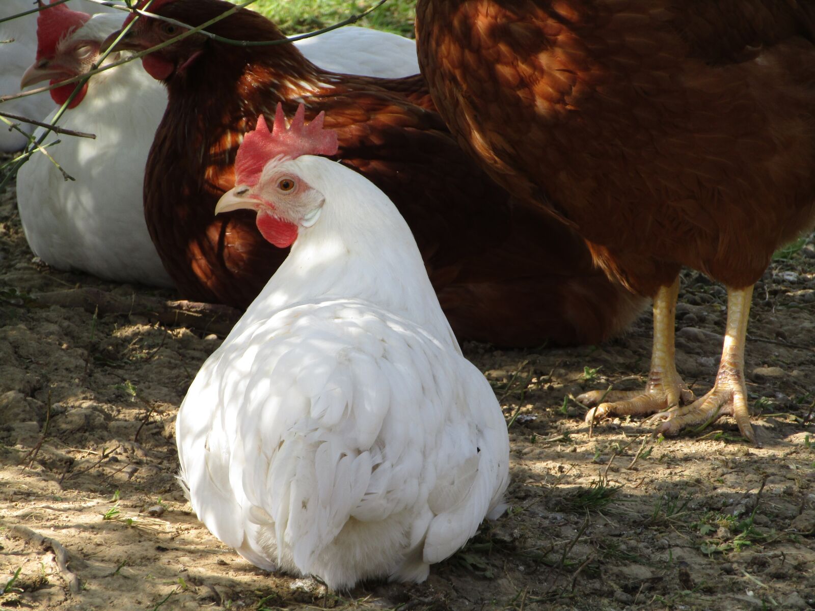 Canon POWERSHOT SX432 IS sample photo. Hen, chicken, rest pause photography