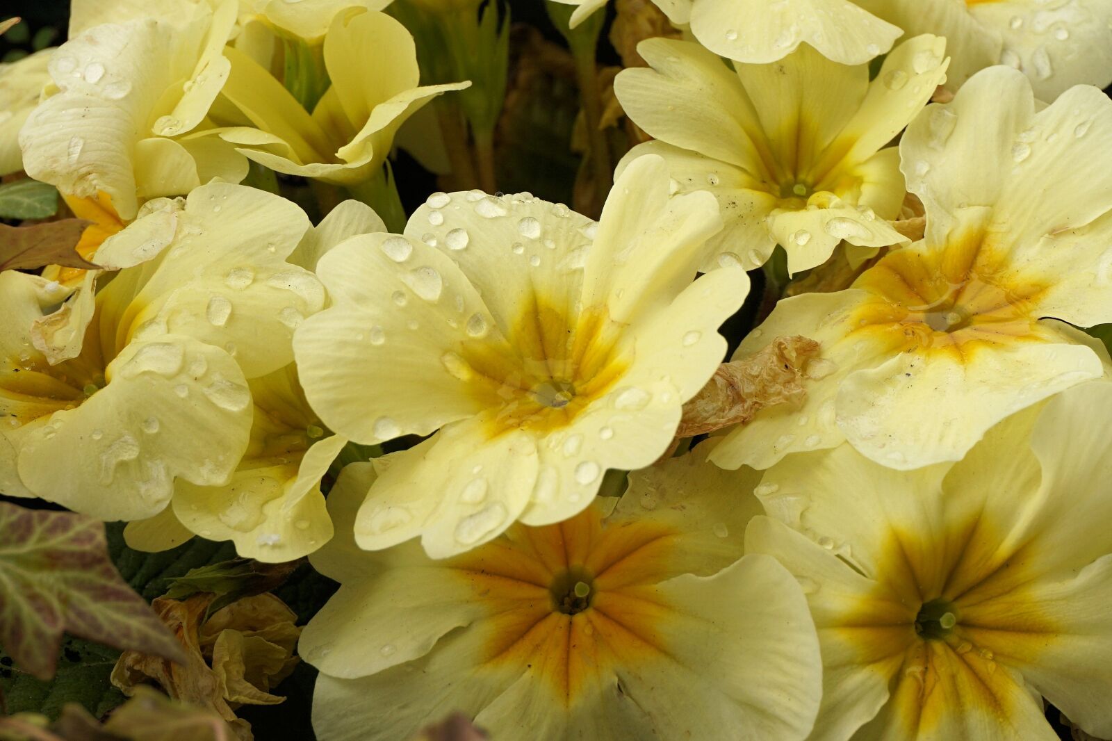 Sony a6000 sample photo. Primroses, yellow, spring photography