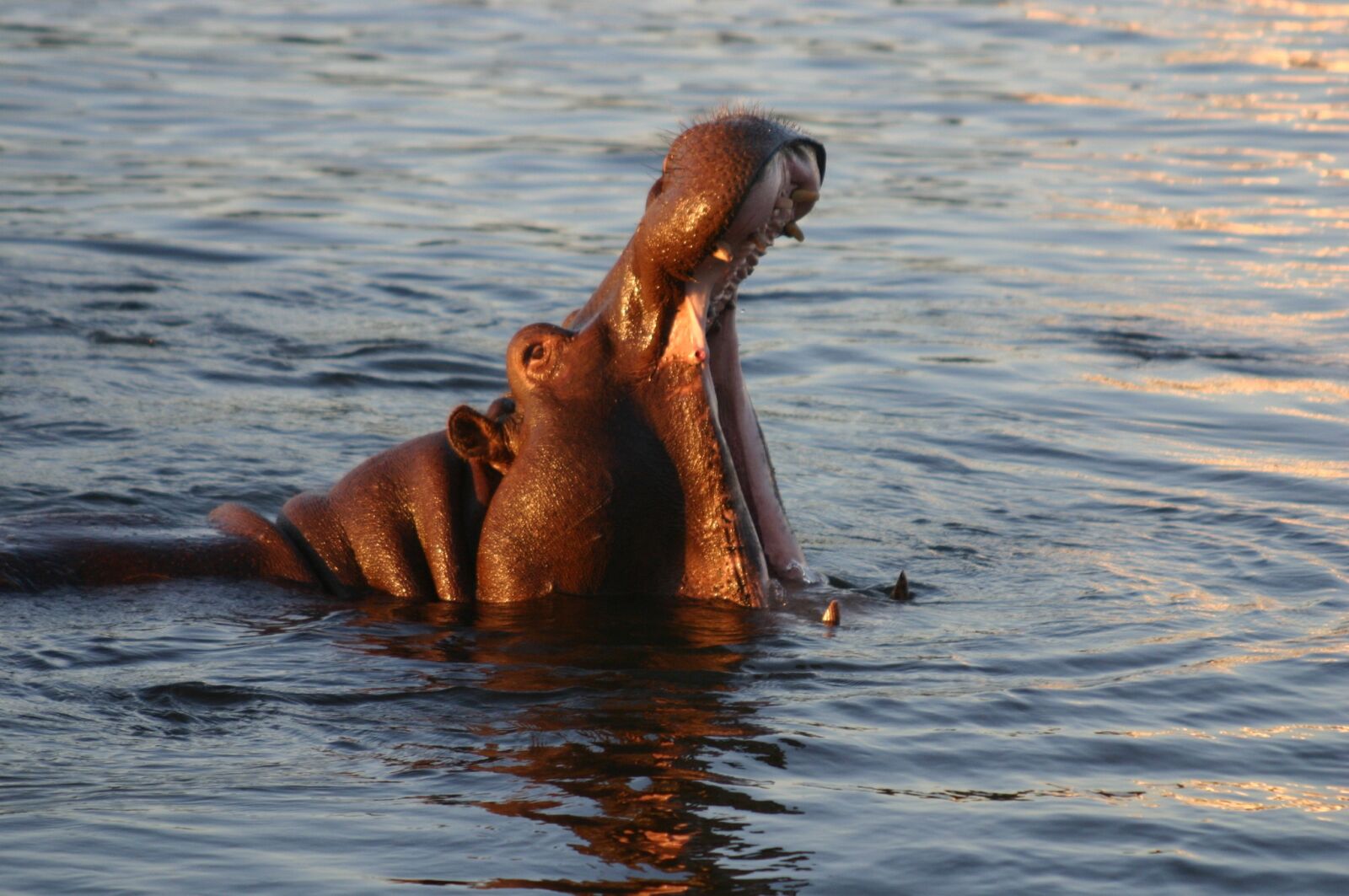 Canon EOS 300D (EOS Digital Rebel / EOS Kiss Digital) sample photo. Hypopotame, fall victoria, zambezi photography