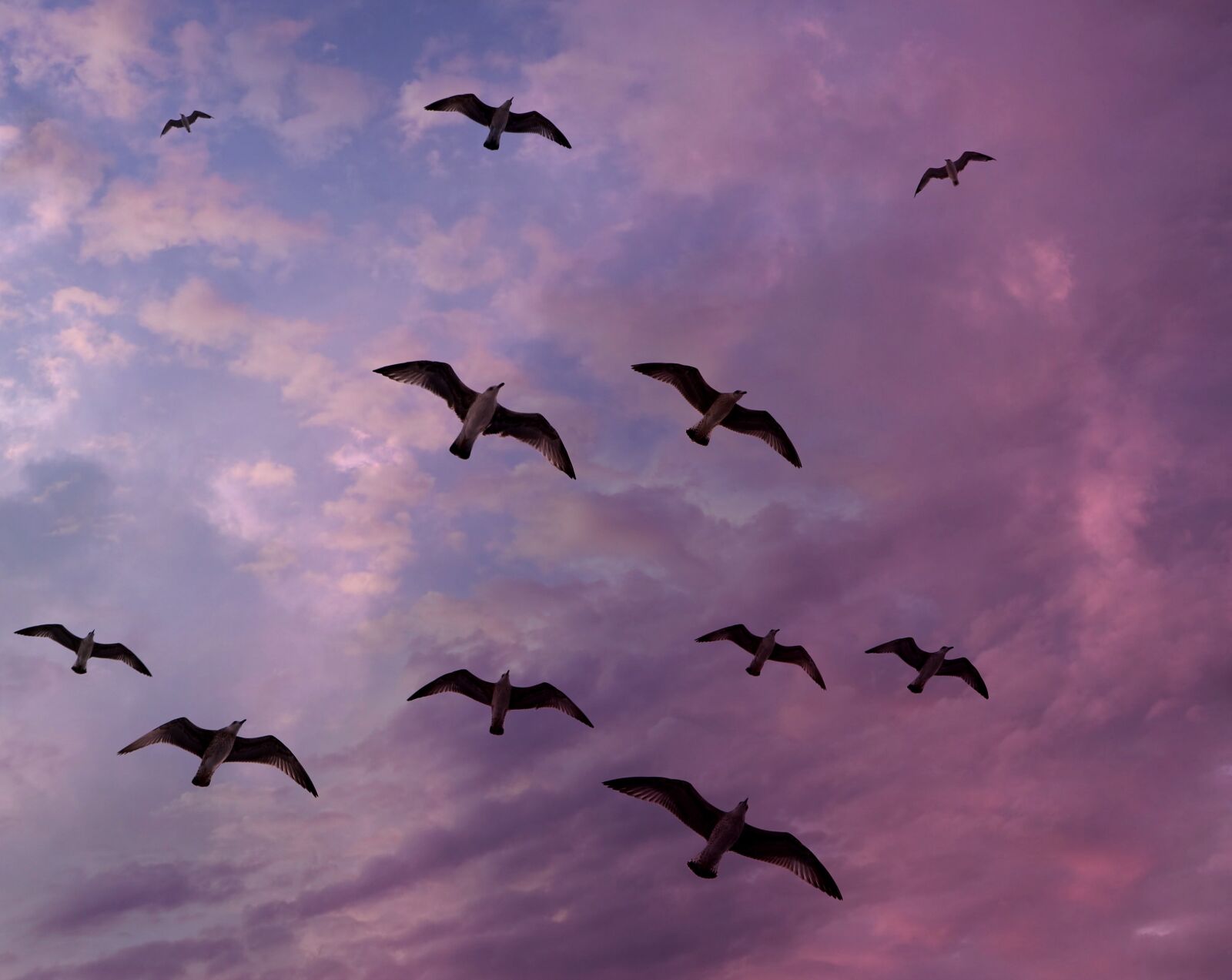 Canon EOS 700D (EOS Rebel T5i / EOS Kiss X7i) sample photo. Seagulls, sky, flight photography