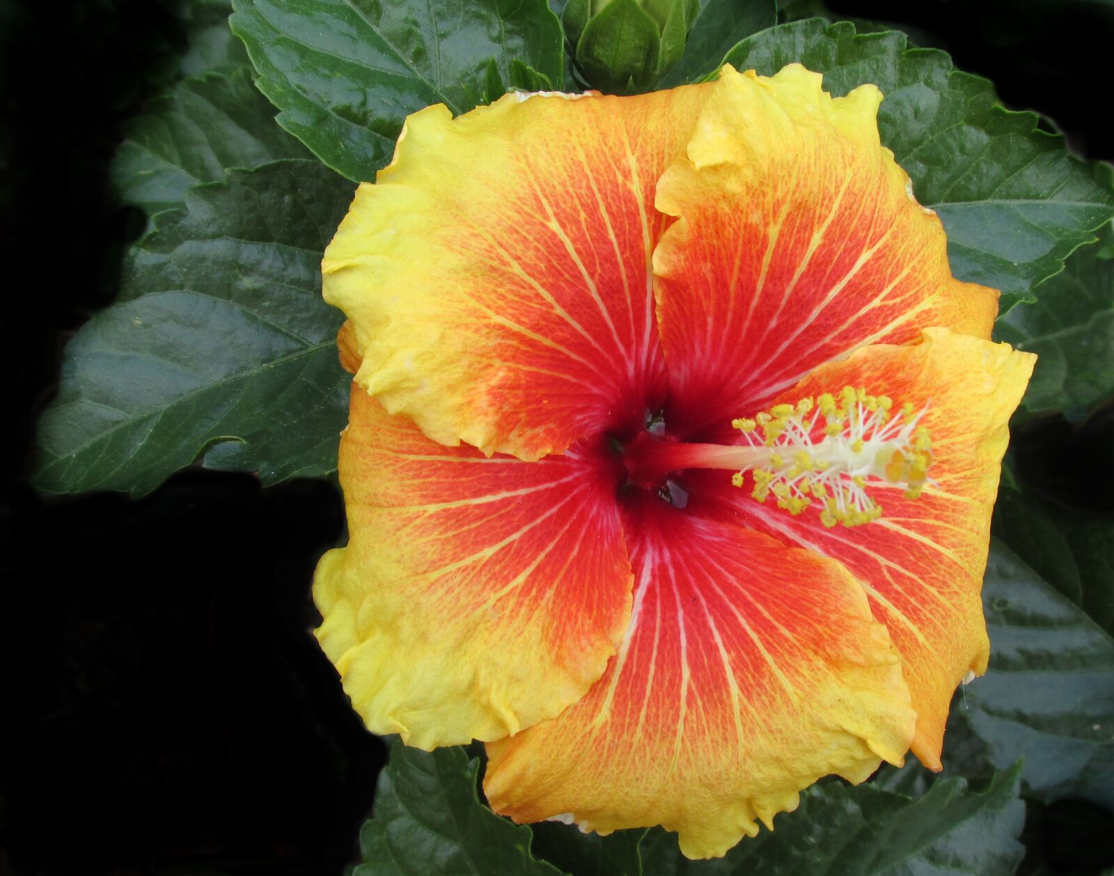 Canon PowerShot SX170 IS sample photo. Hibiscus, flower, tropical photography