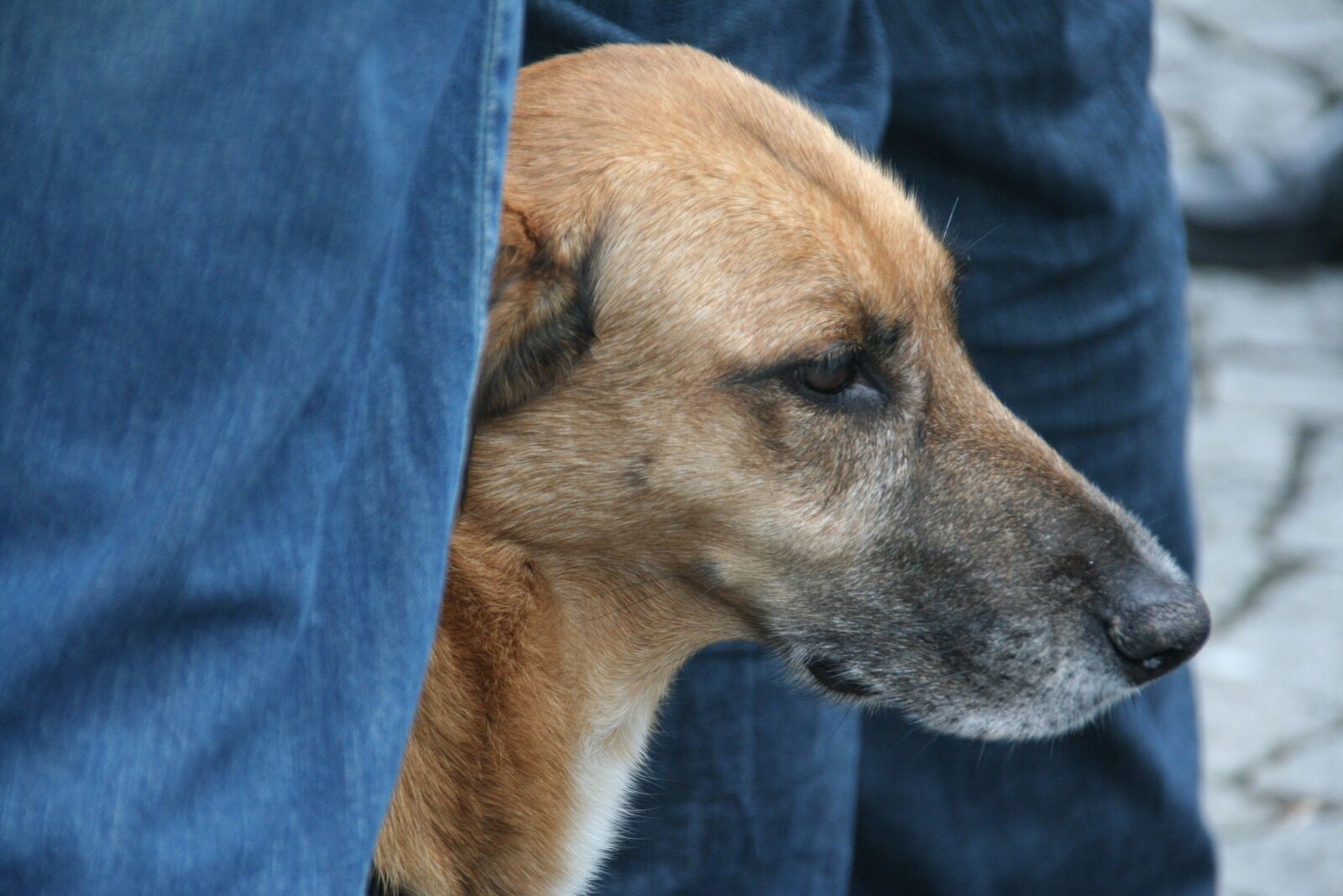 Canon EOS 350D (EOS Digital Rebel XT / EOS Kiss Digital N) sample photo. Dog, dog head, portrait photography