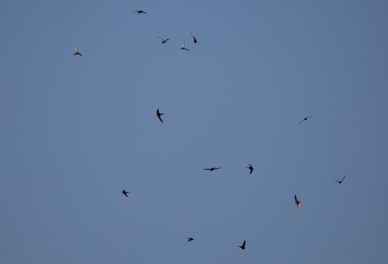Canon EOS 5D Mark III sample photo. Swifts, swifts in flight photography