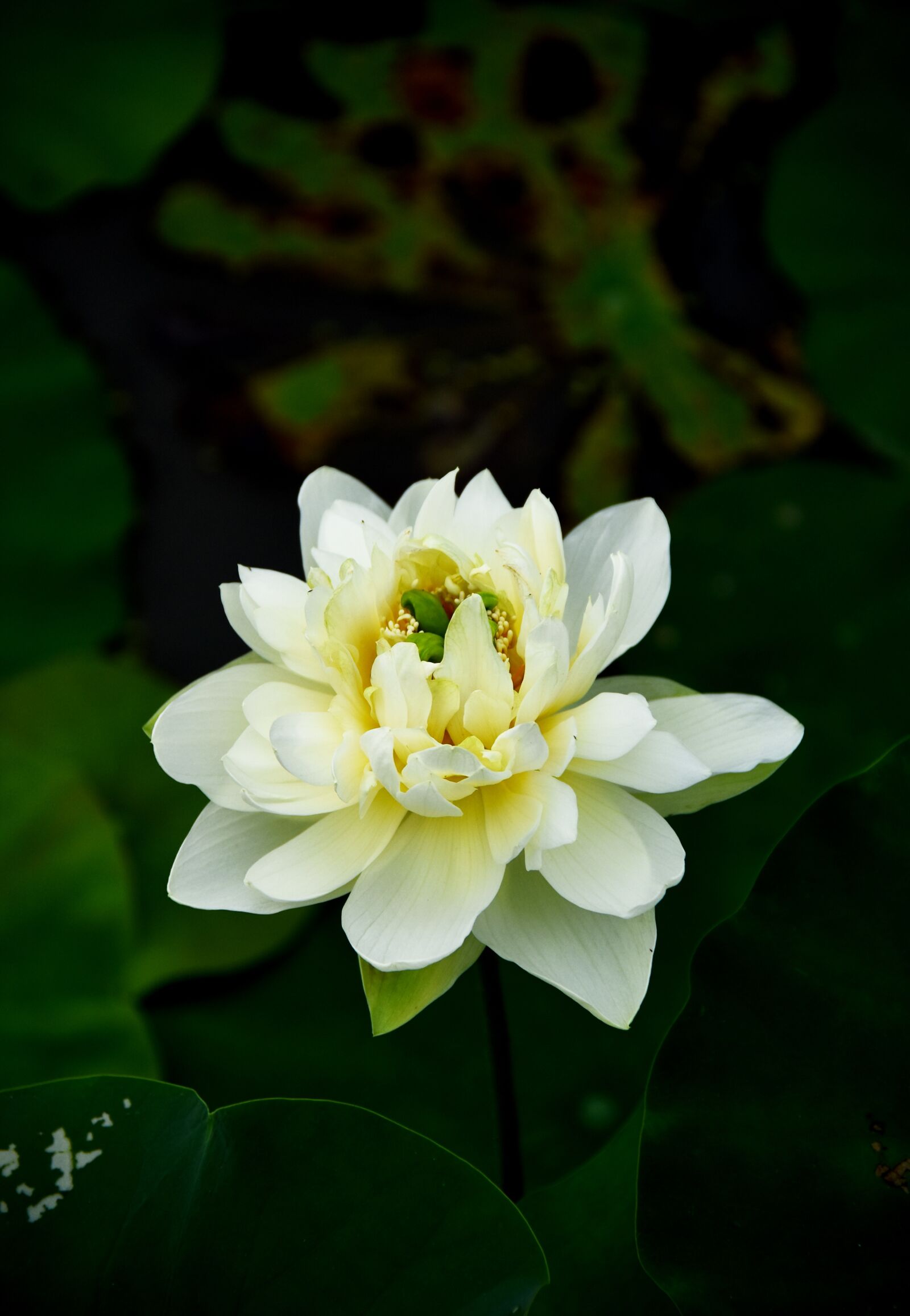 Nikon D7200 sample photo. Golden lotus, blooming, flower photography