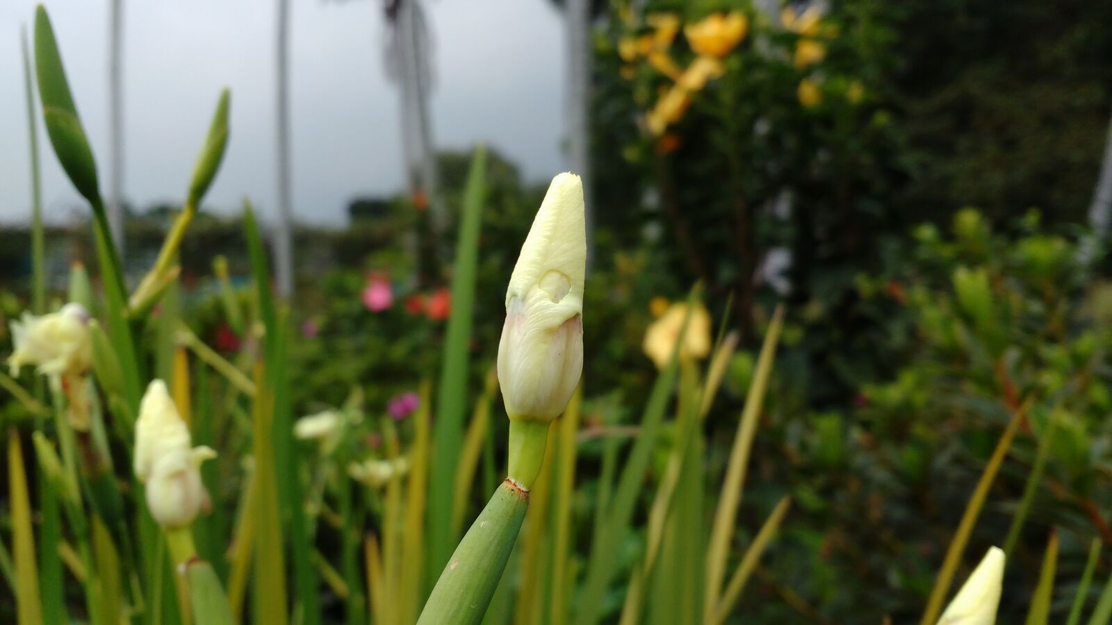 Motorola MotoG3 sample photo. Garden, botanical photography