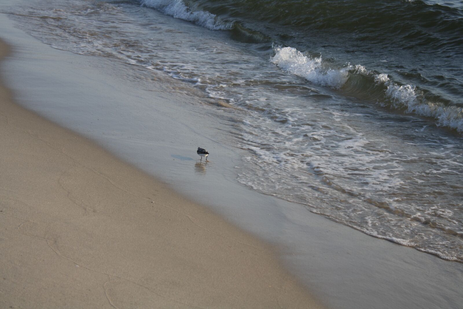Canon EOS 1000D (EOS Digital Rebel XS / EOS Kiss F) sample photo. Seagull, ocean, waves photography