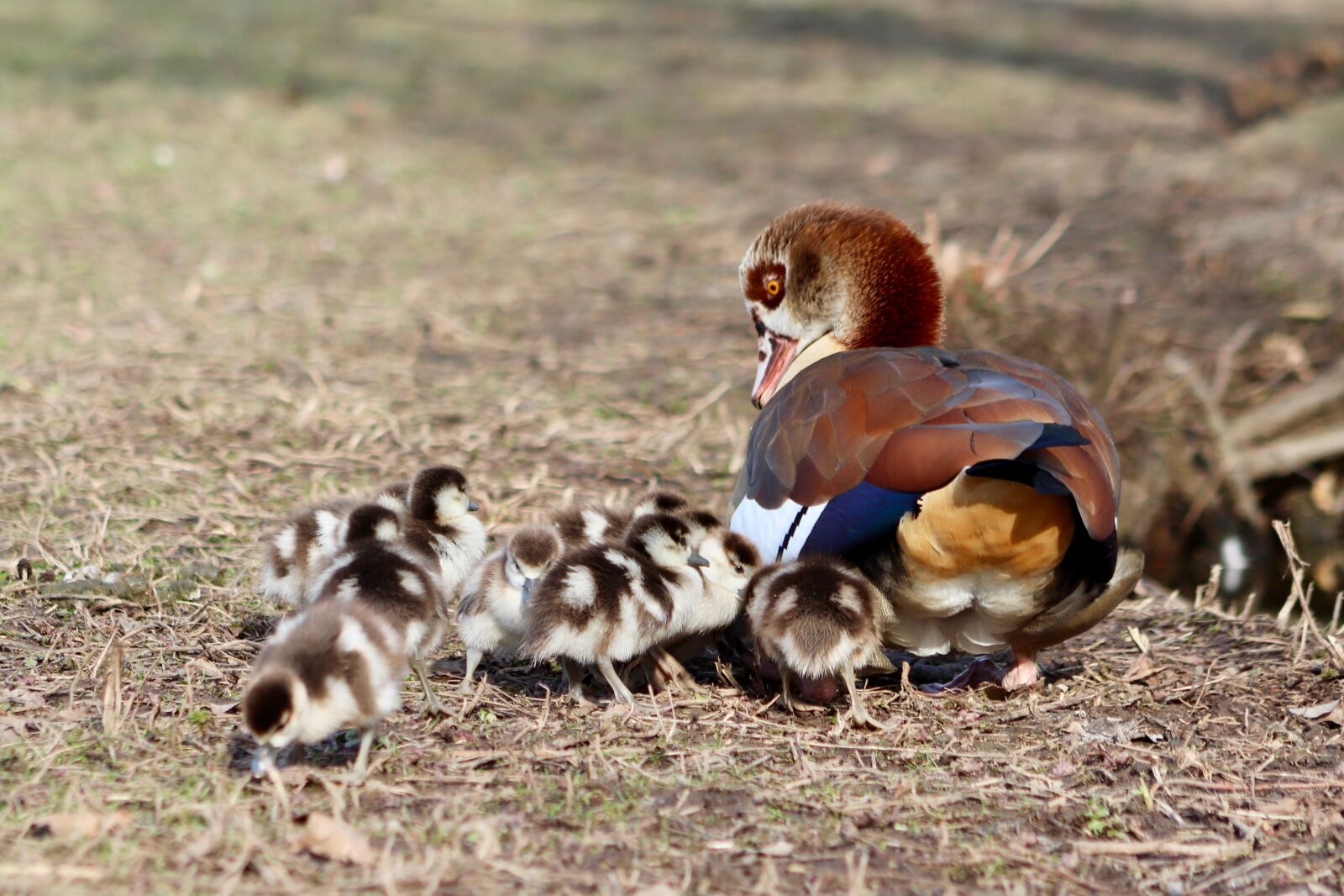 Canon EOS 800D (EOS Rebel T7i / EOS Kiss X9i) sample photo. Chicks, goslings, young photography