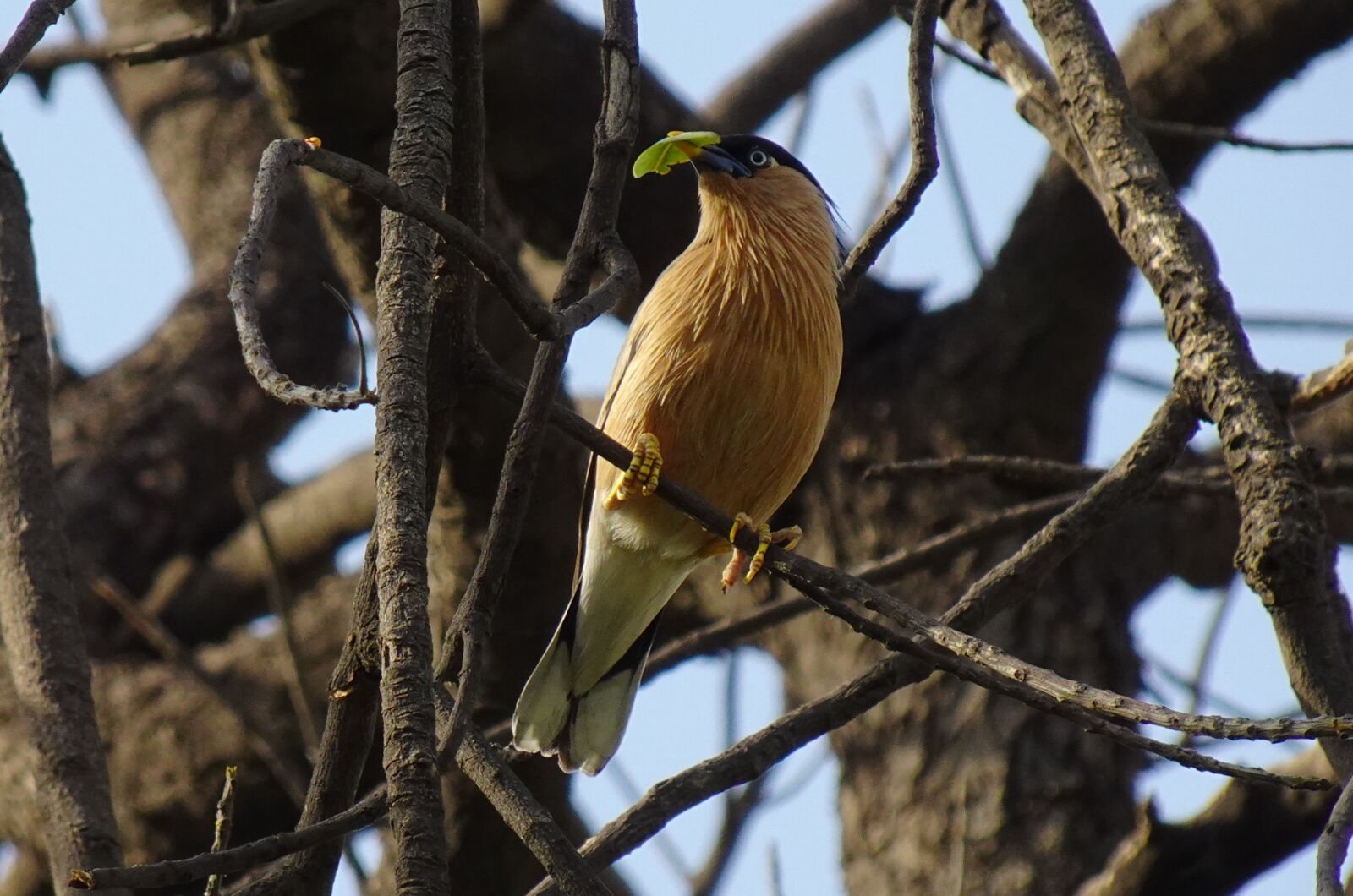 Sony DSC-WX800 sample photo. Bird, aves, brahminy myna photography
