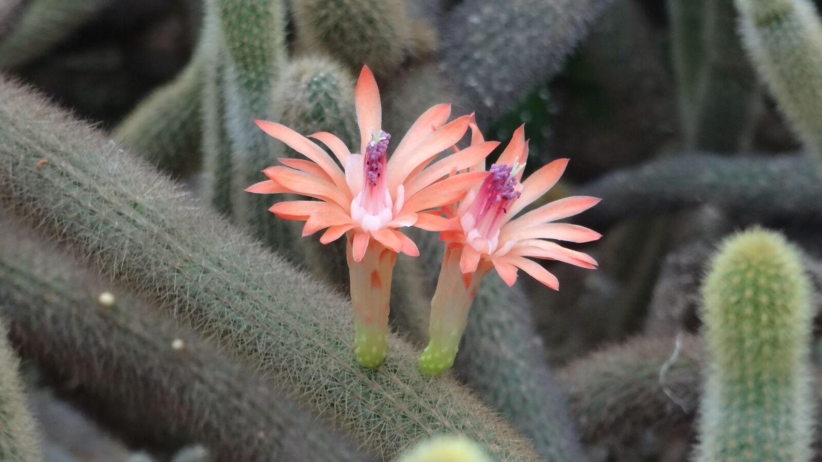 Sony DSC-HX10 sample photo. Cactus flower, cactus, fairy photography
