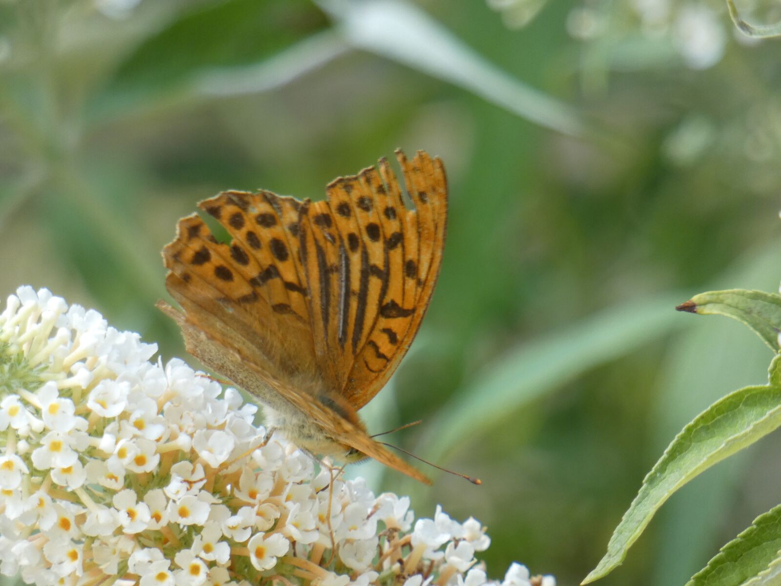 Panasonic DC-FZ83 sample photo. Butterfly, animal, nature photography