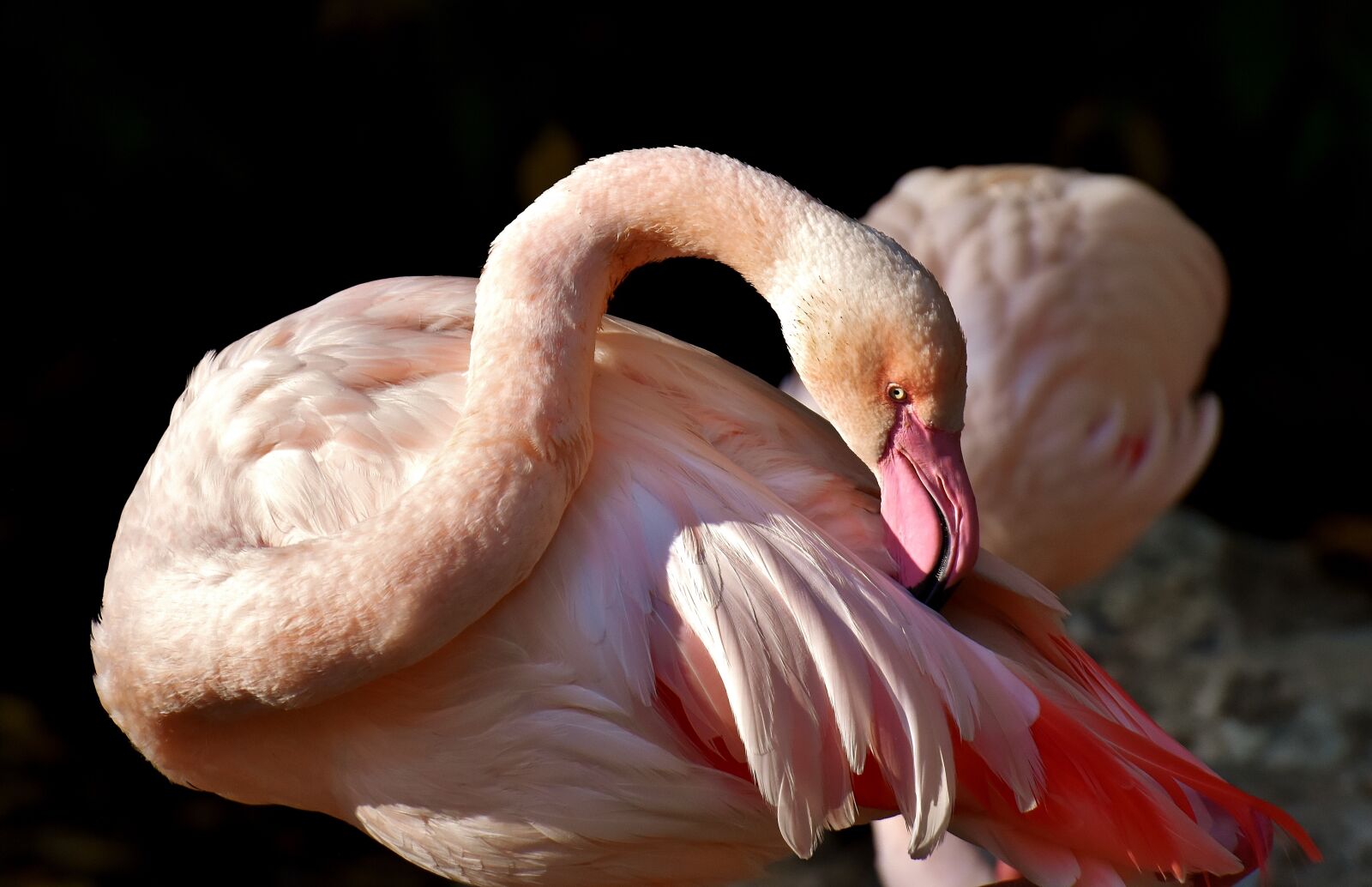 Nikon D7200 sample photo. Flamingo, bird, colorful photography