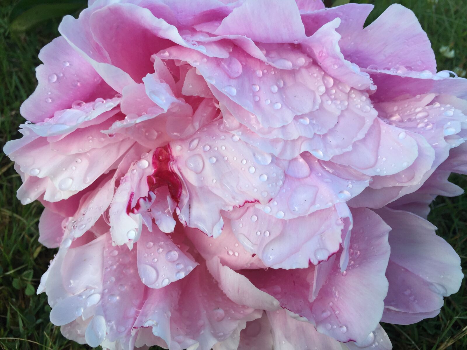 iPhone 6 Plus back camera 4.15mm f/2.2 sample photo. Rose, dew, flower photography