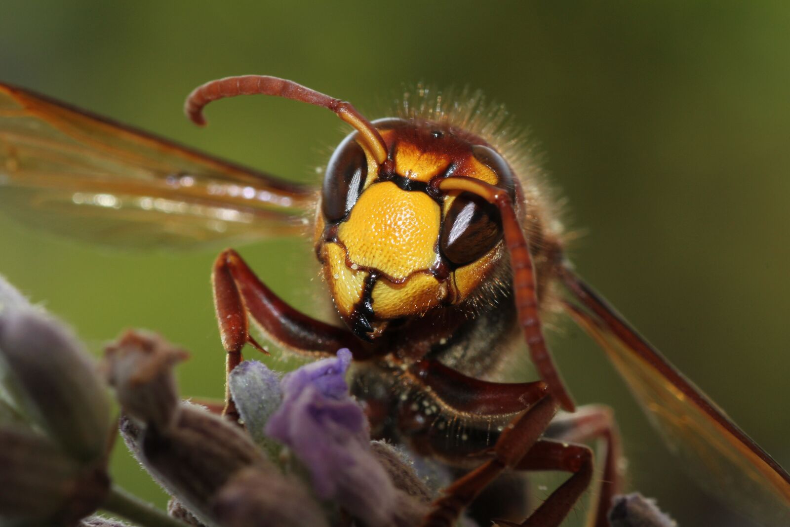 Canon EOS 7D sample photo. Hornet, wasp, insect photography