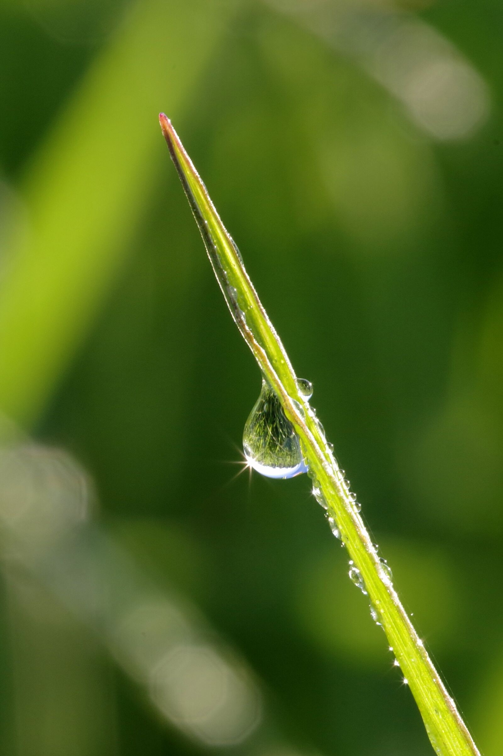 Pentax K-S2 sample photo. Rosa, a drop of photography