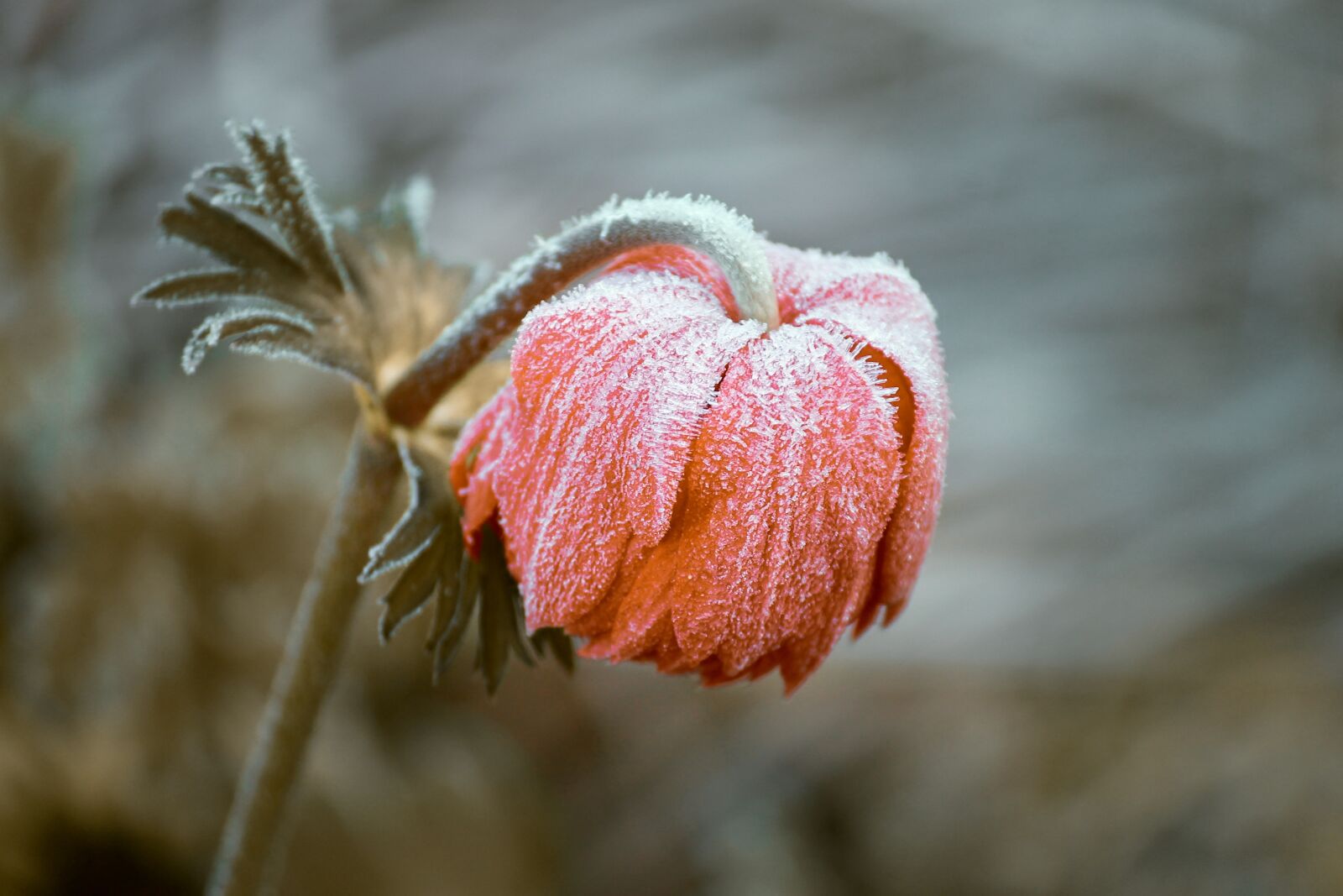 Canon EOS 1100D (EOS Rebel T3 / EOS Kiss X50) sample photo. Frozen, blossom, bloom photography