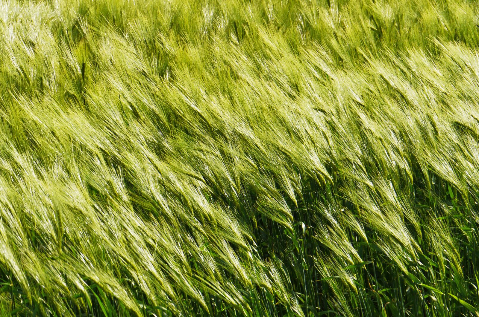 Panasonic Lumix DMC-GH3 sample photo. Background, barley in the photography